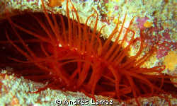 FLAME SCALOP
(LIMA SCABRA) by Andres Larraz 